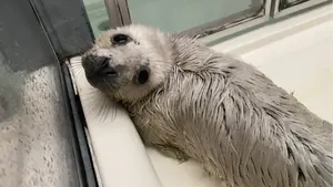 Een foto van een zeehondje