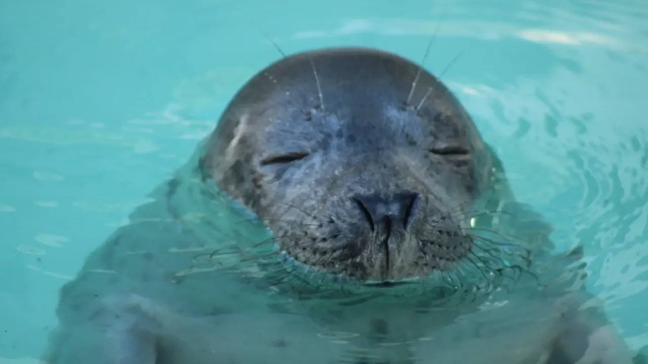 WeSeeDoetje_Zeehondencentrum_Pieterburen_07-03.original