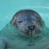 WeSeeDoetje_Zeehondencentrum_Pieterburen_07-03.original