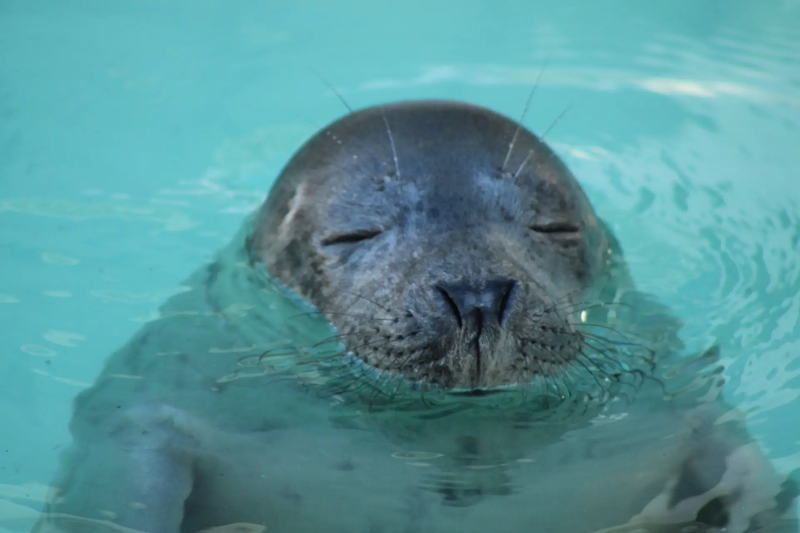WeSeeDoetje Zeehondencentrum Pieterburen